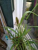 Setaire verte, Setaria viridis (Lyon, 07-2019)(1)